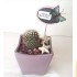 Cactus Plants Handmade decorated For Gifts